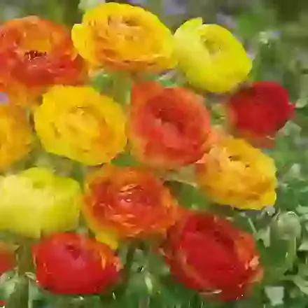 Picotee Orange